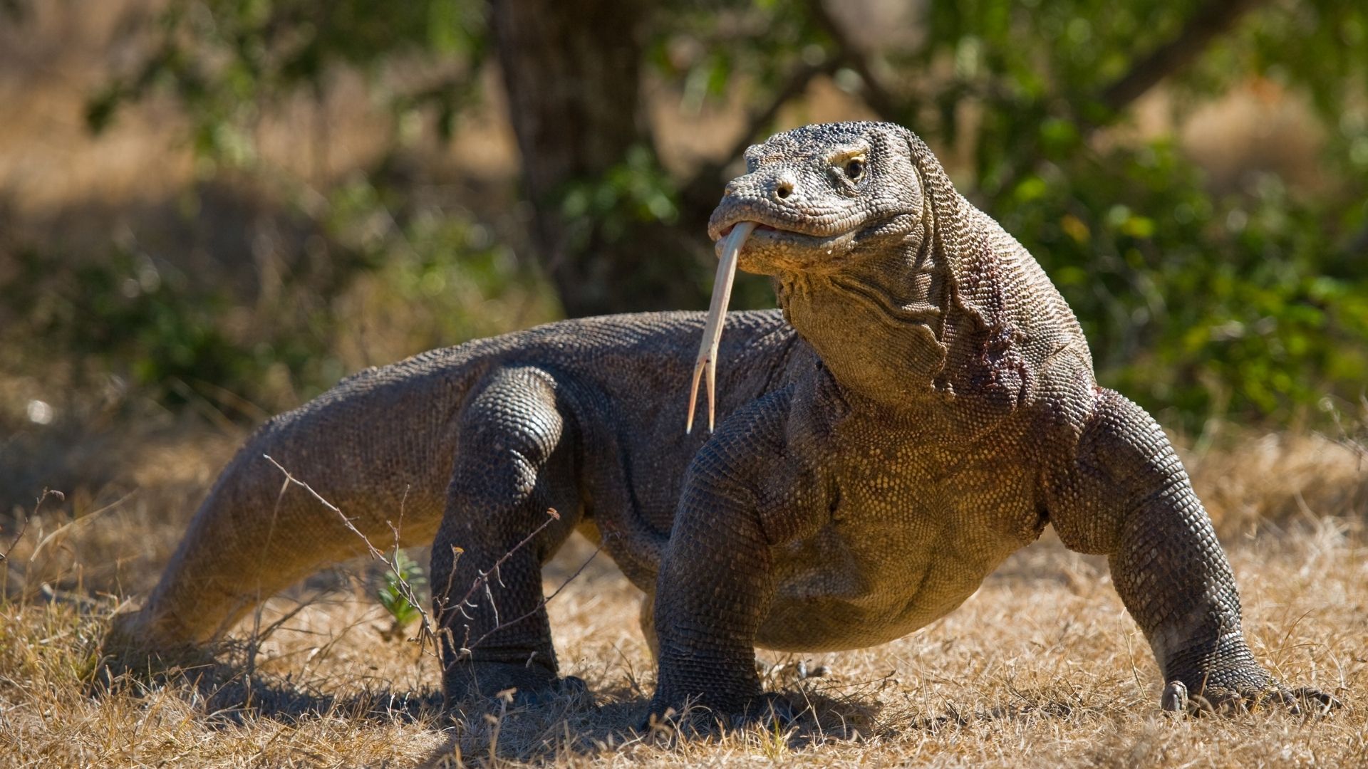 Drago di Komodo