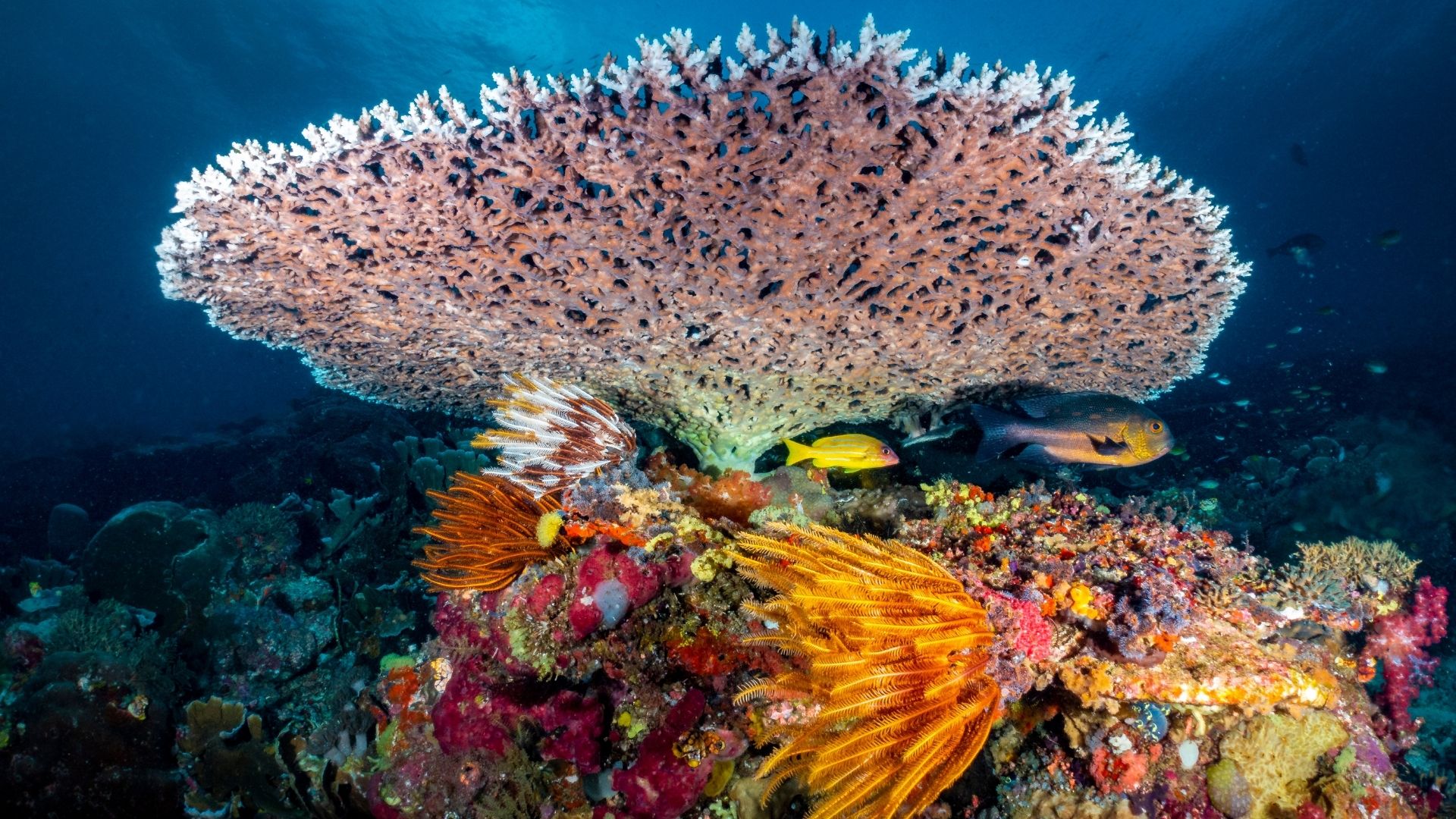 Raja Ampat fondali