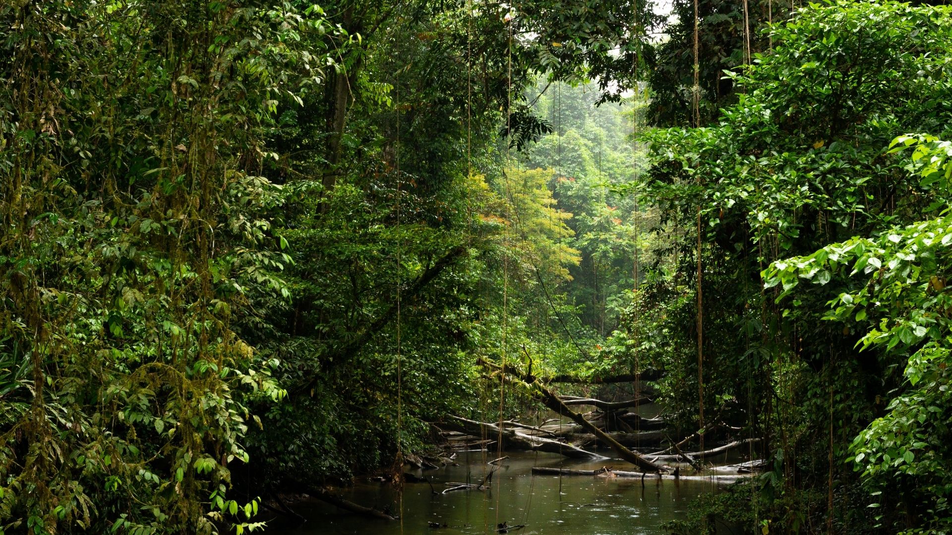 Borneo Malesia
