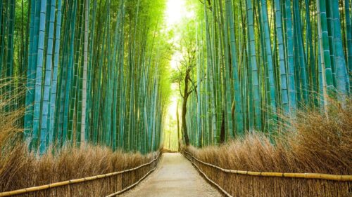 viaggio in giappone