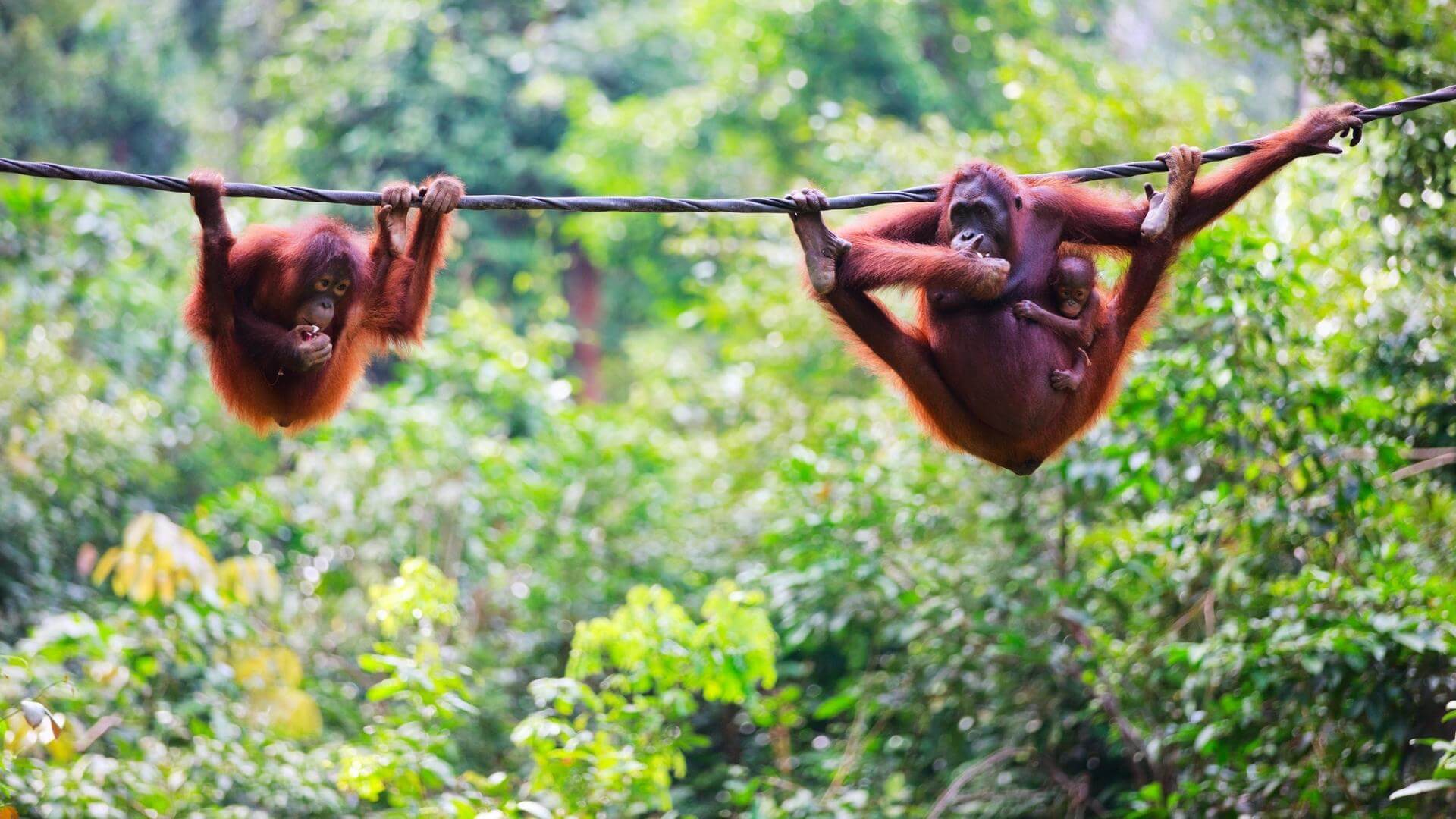 Malesia Borneo Sabah