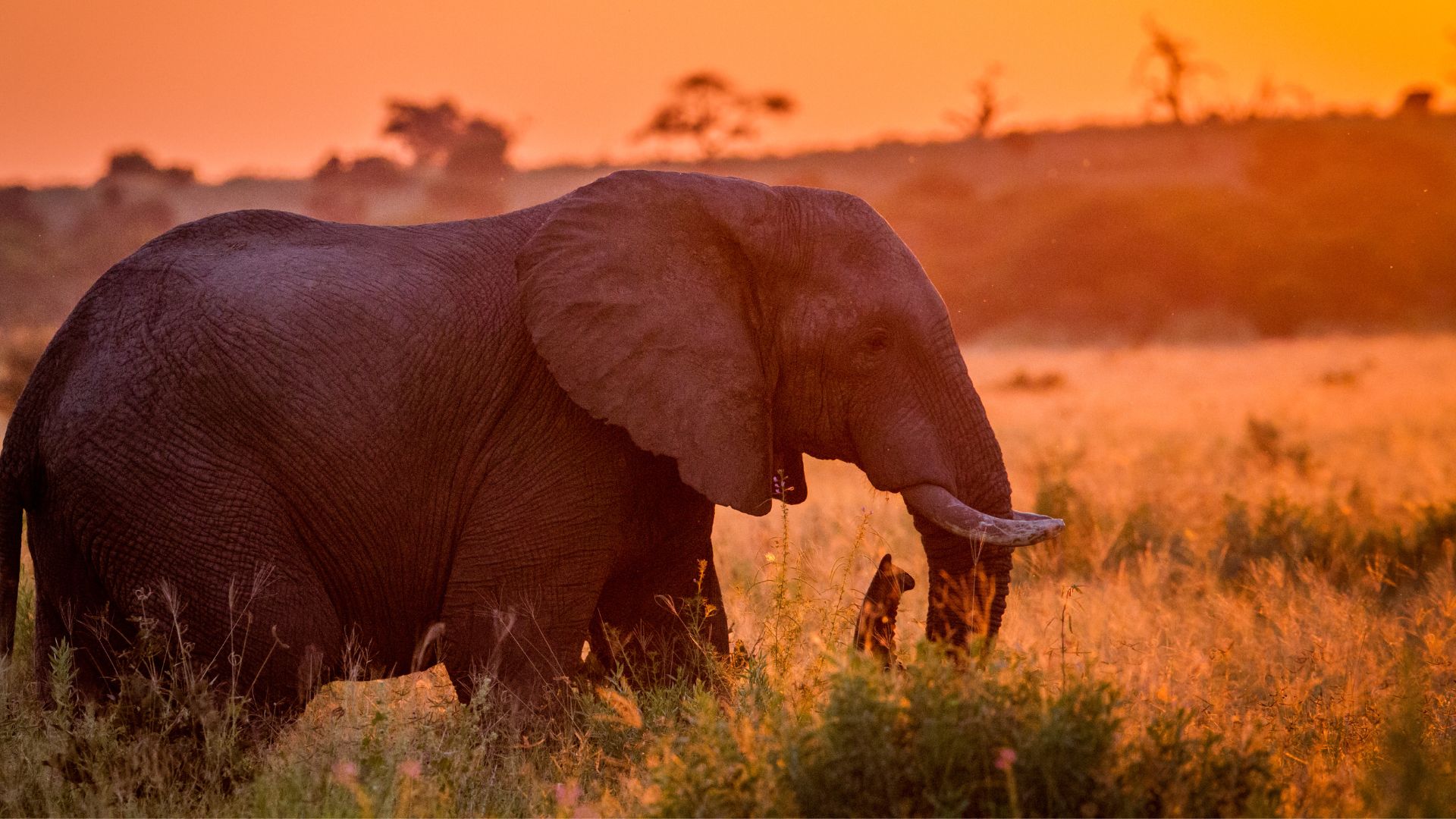 viaggio in botswana