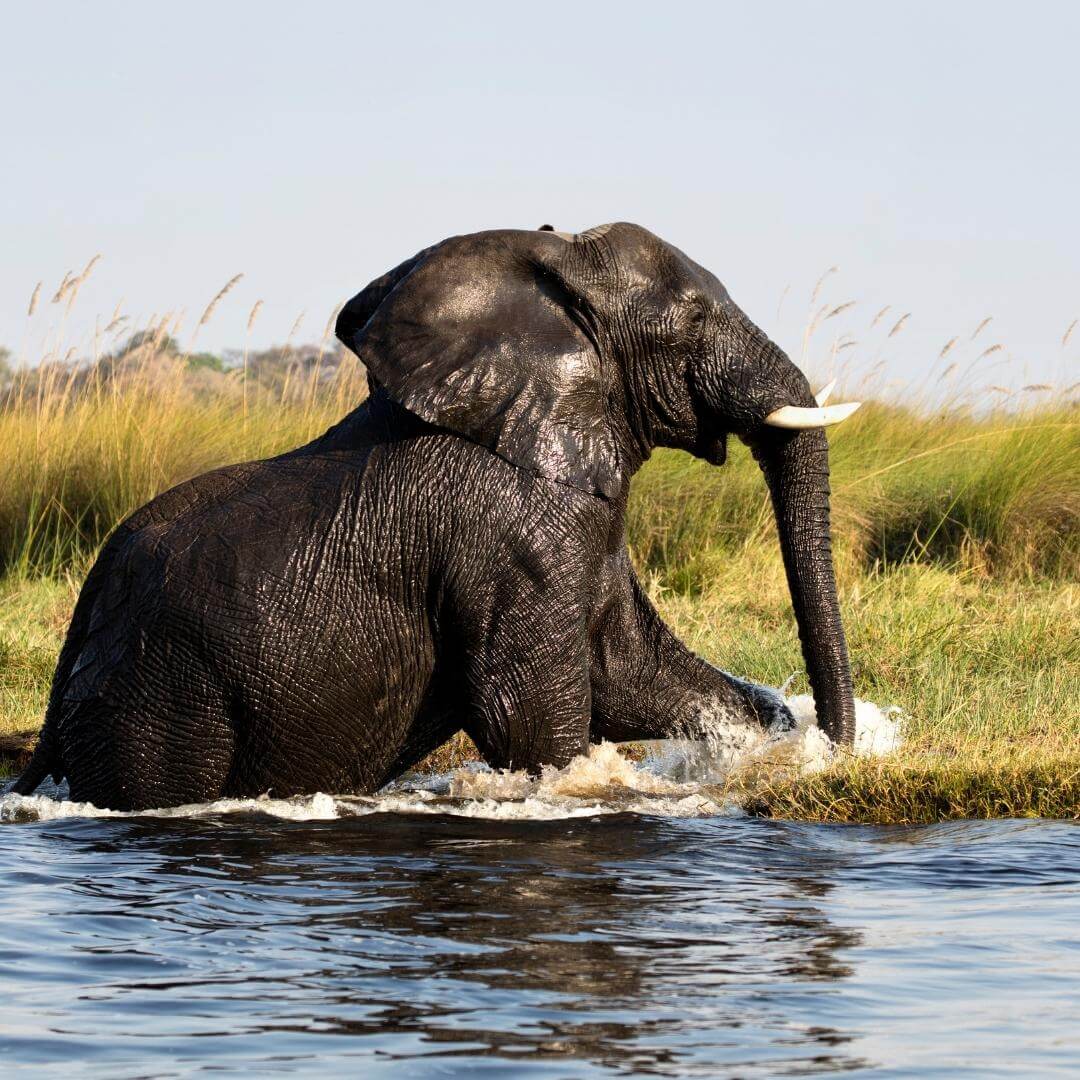 Botswana viaggio in botswana e cascate vittoria