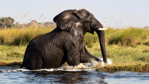 viaggio in botswana e cascate vittoria