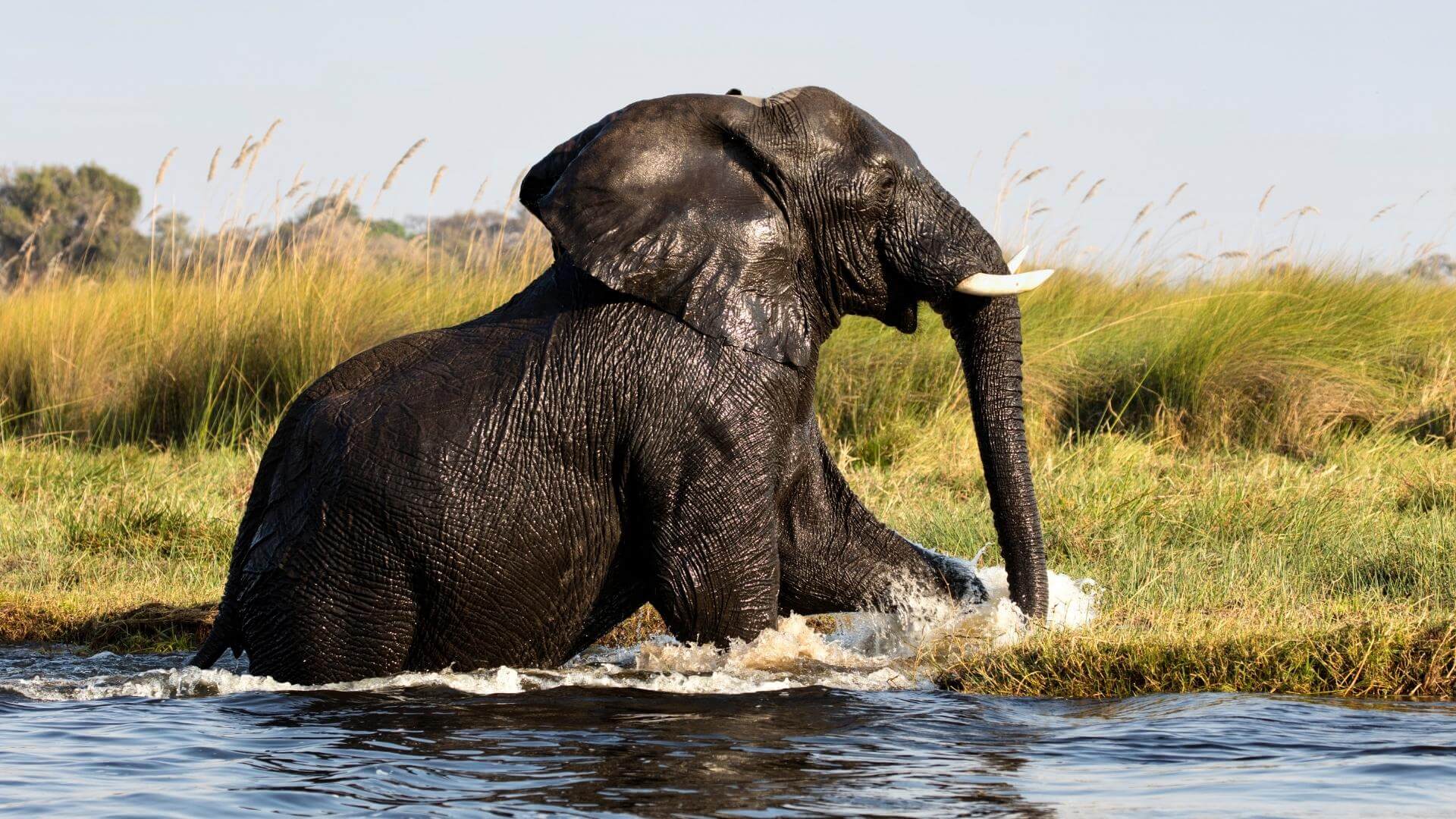viaggio in botswana e cascate vittoria