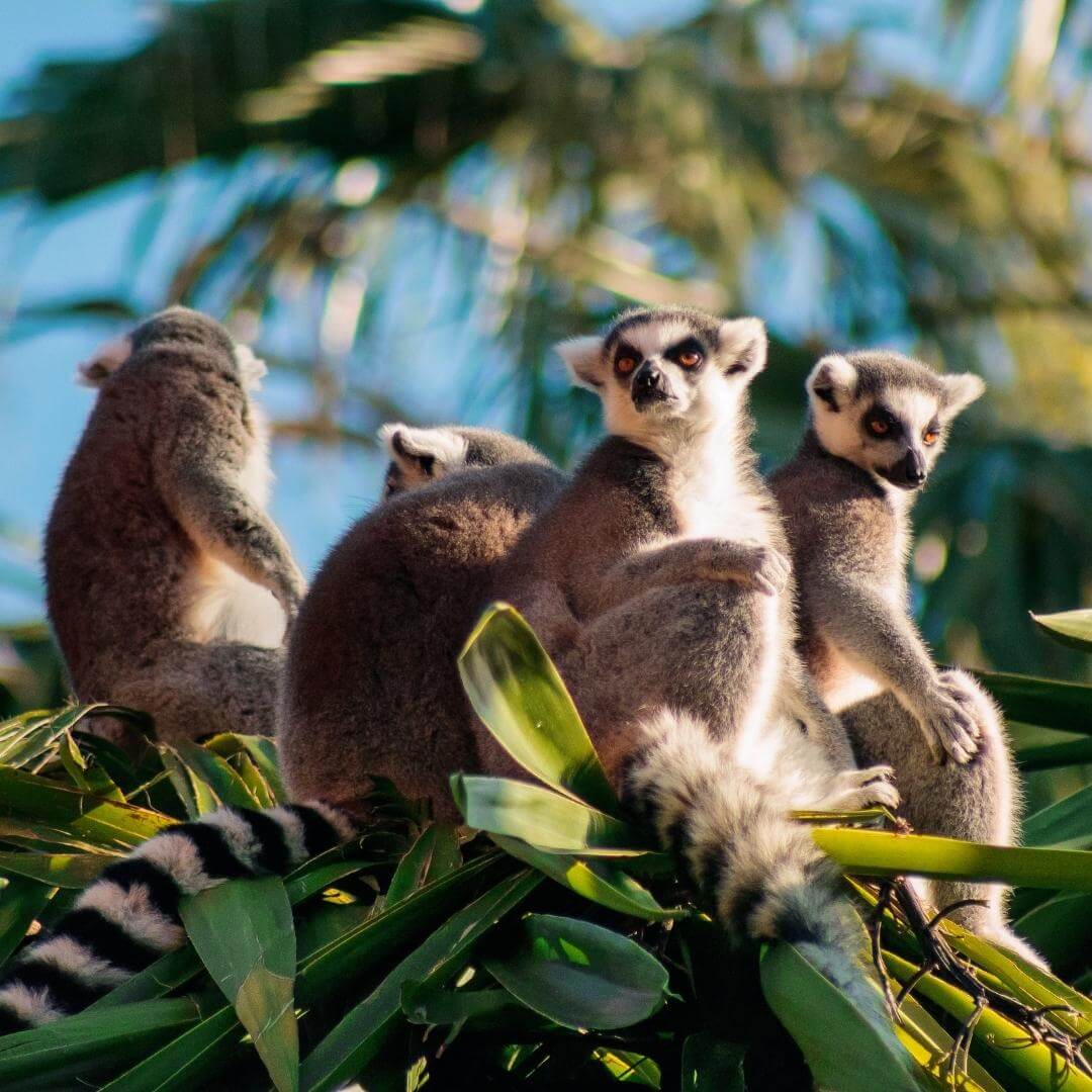 Madagascar