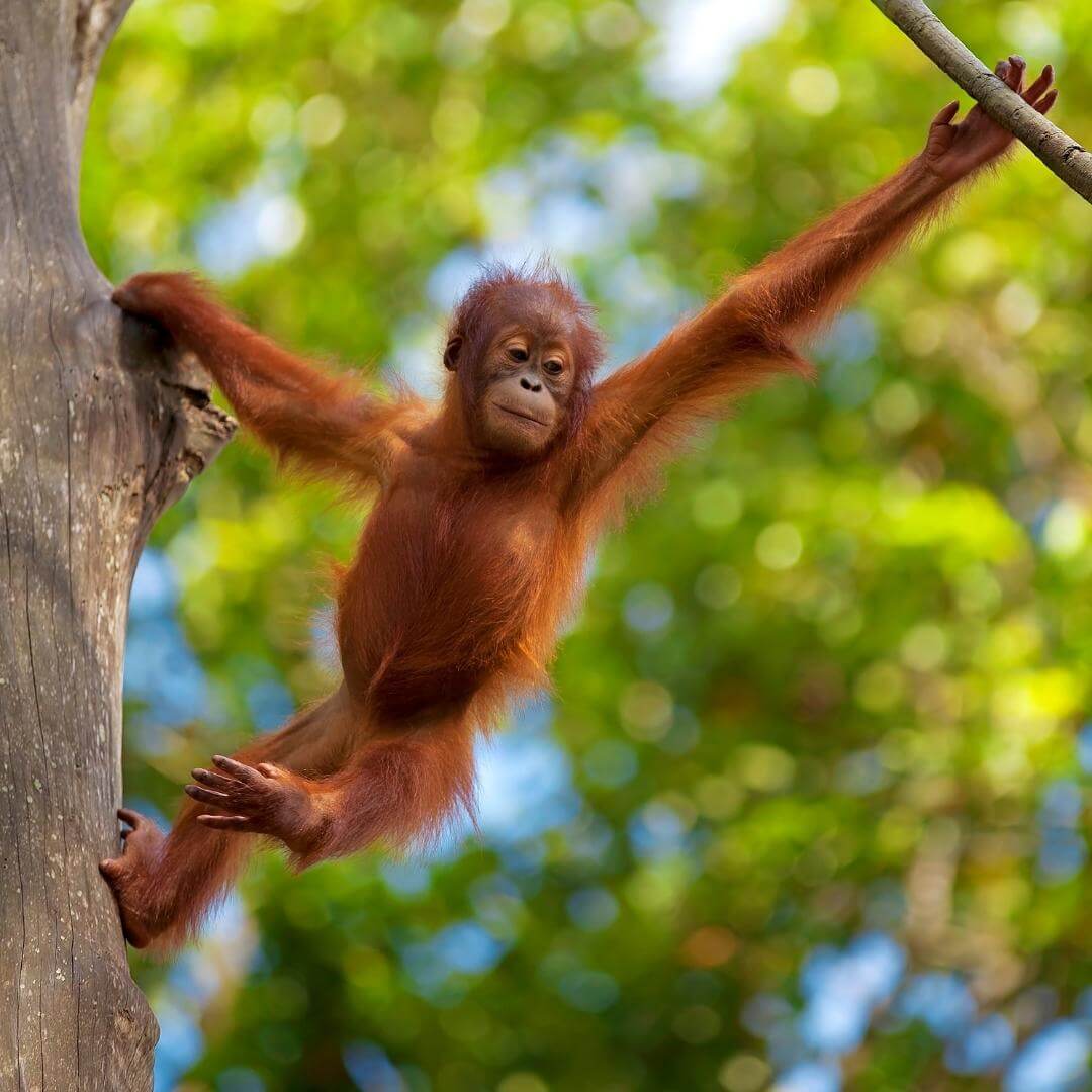 Malesia