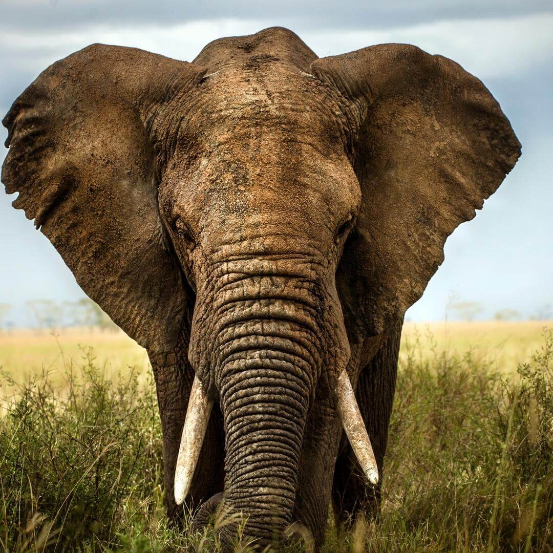 Sudafrica
