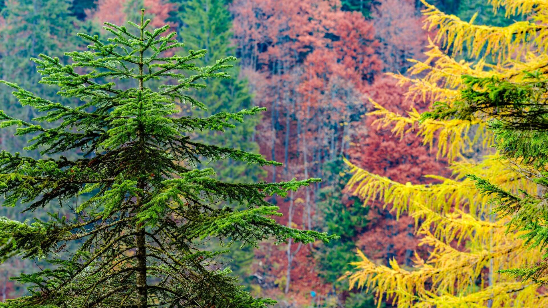 ARTICOLI (8) (1) foliage italia