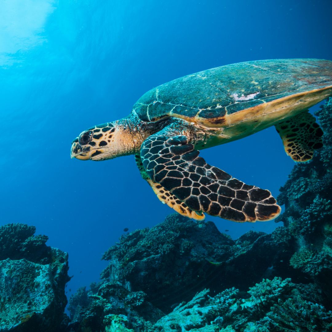 viaggio alle seychelles viaggio alle seychelles
