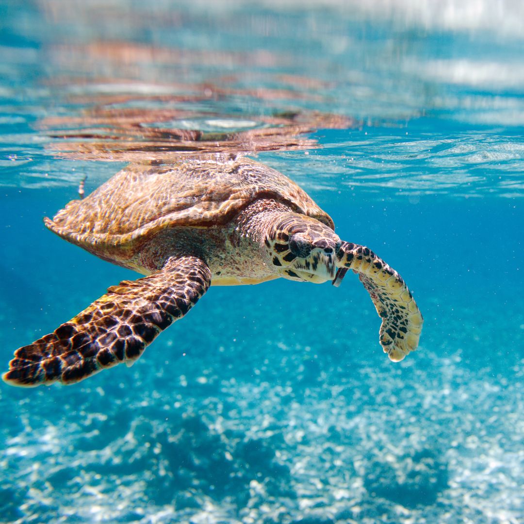 viaggio alle seychelles viaggio alle seychelles