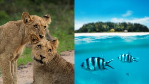 viaggio di gruppo in tanzania safari e zanzibar
