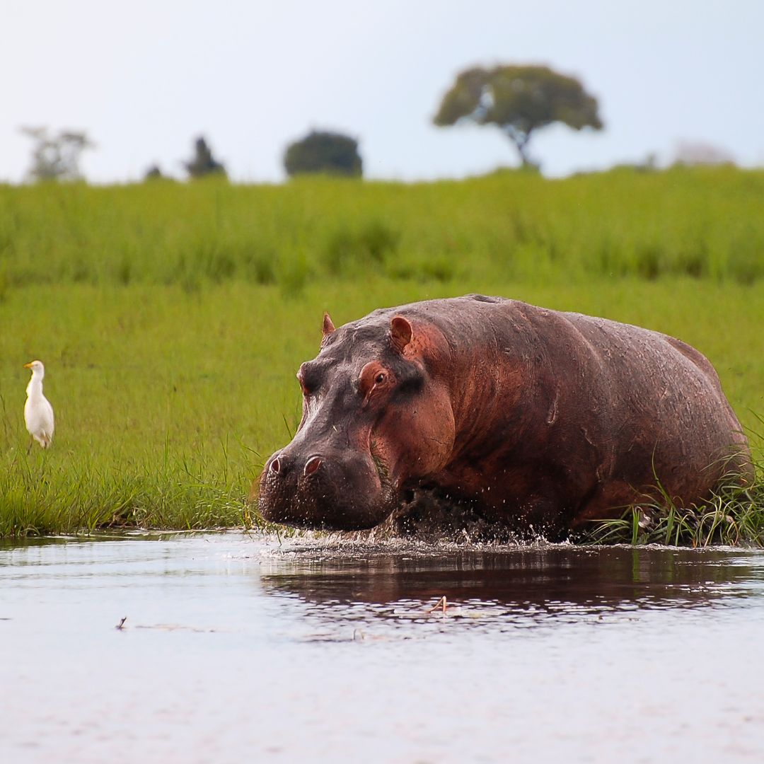 VIAGGIO IN BOTSWANA