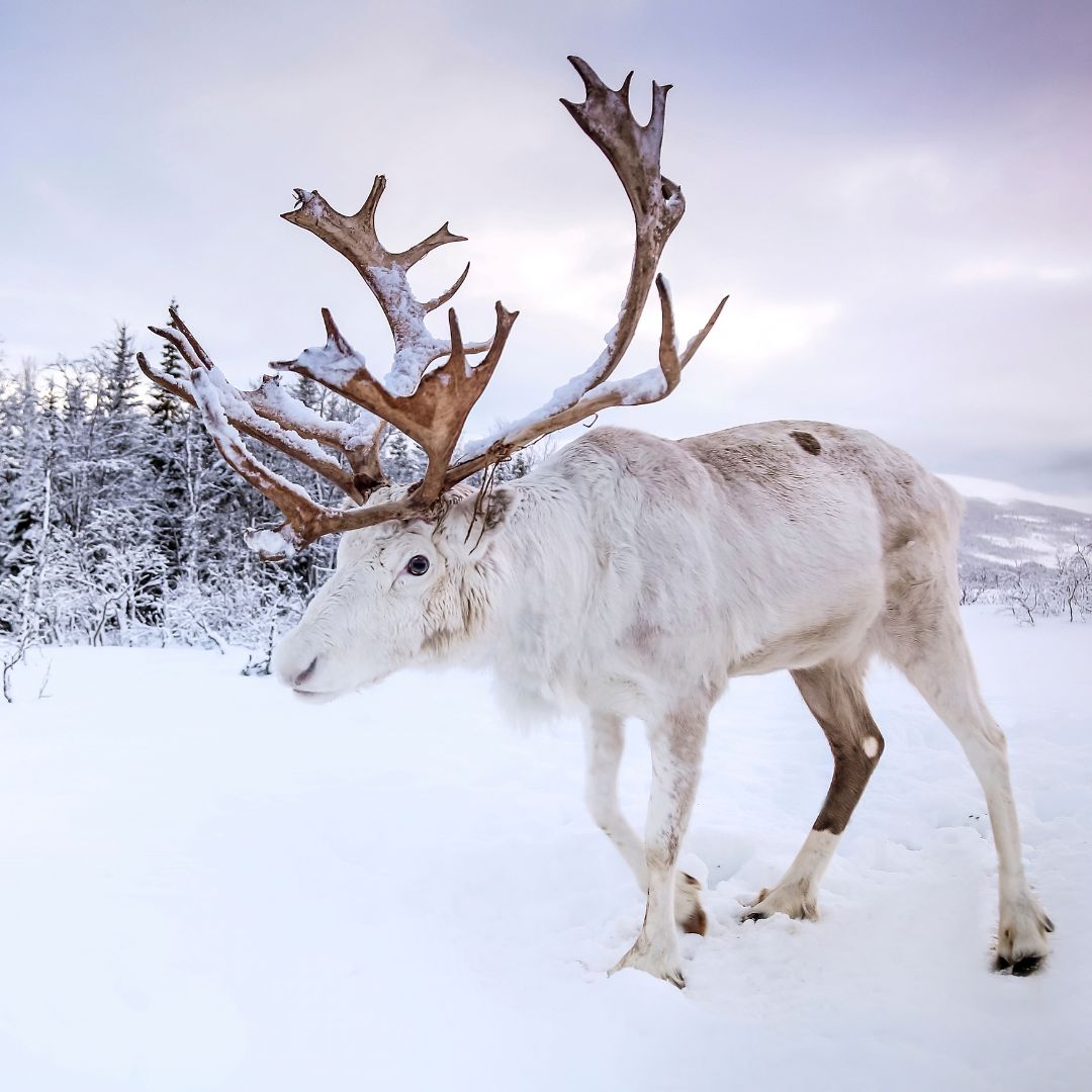 2 viaggio in lapponia finlandese