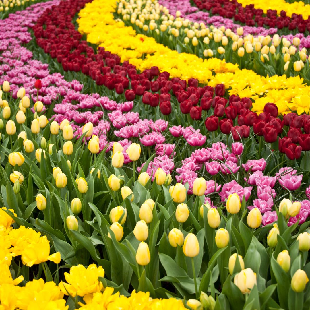 4 viaggio ad amsterdam