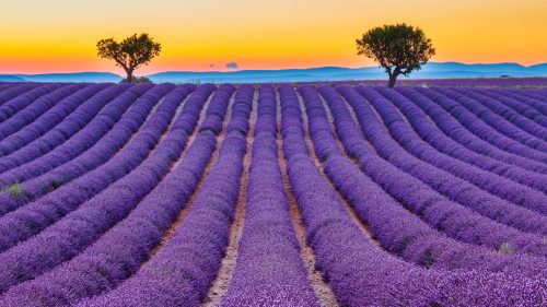 viaggio in provenza