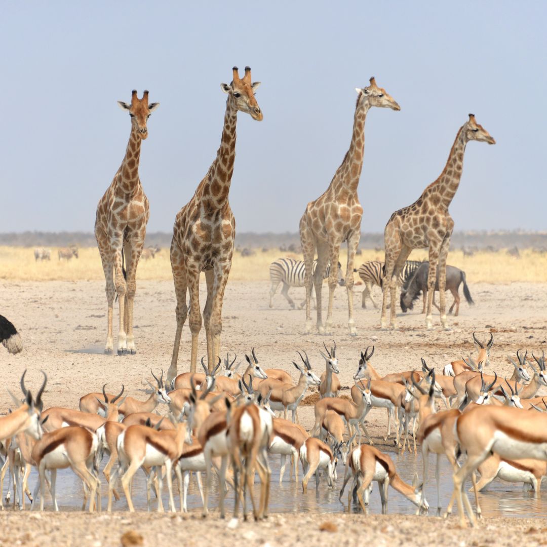 Progetto senza titolo (37) viaggio in namibia