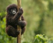 viaggio in uganda