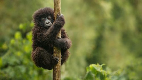 viaggio in uganda