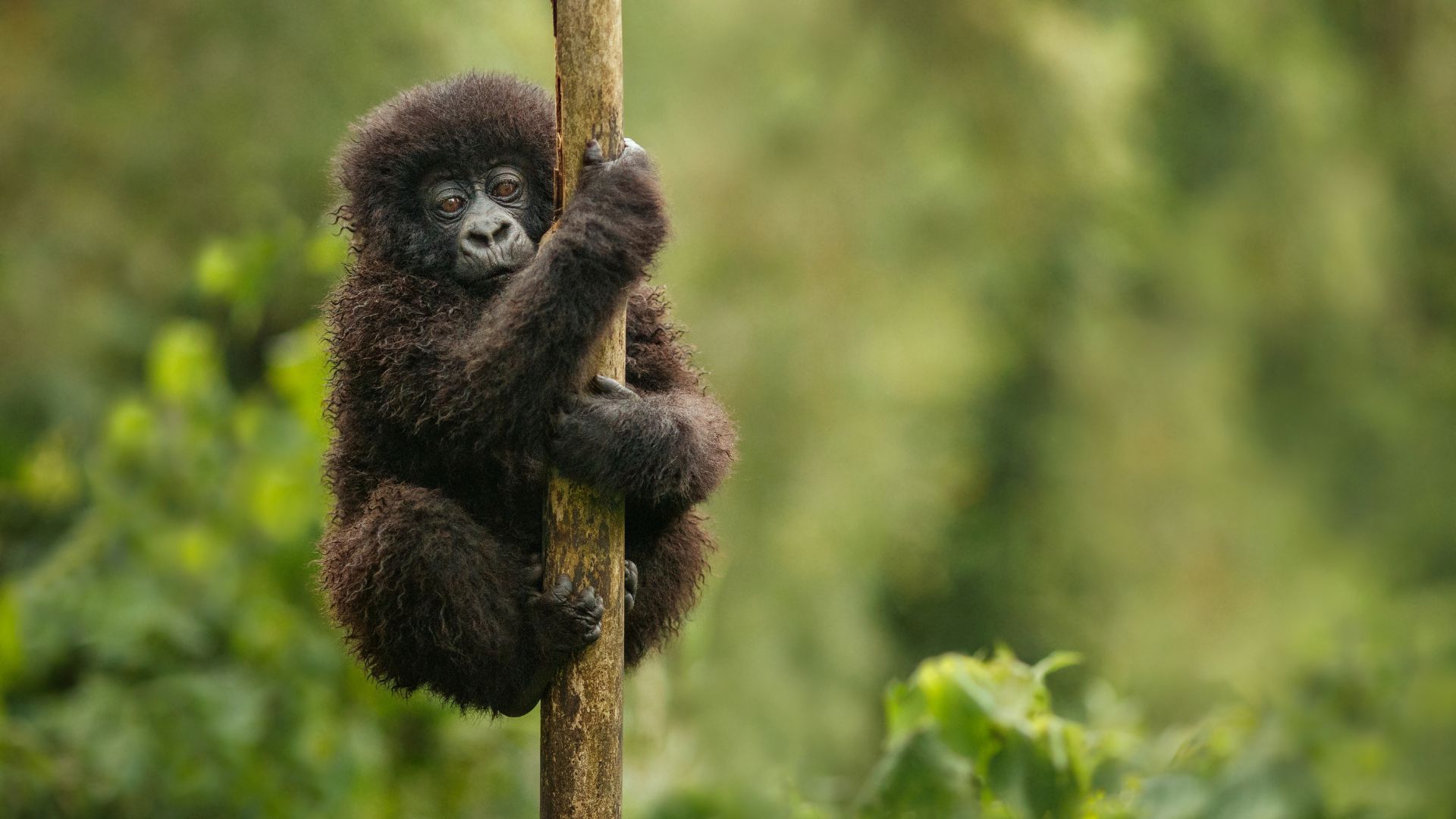 viaggio in uganda